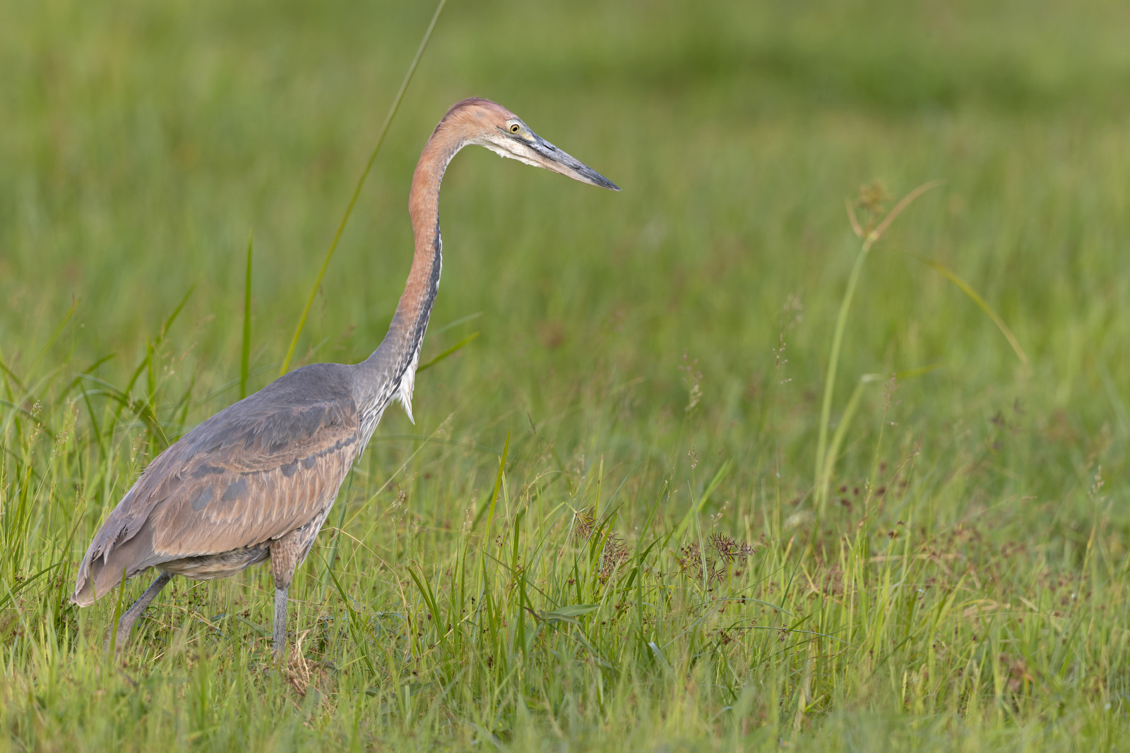 image Goliath Heron